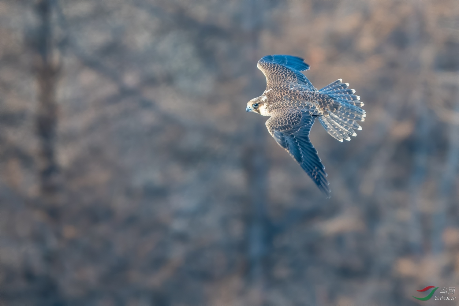 DSC_7212_1.jpg
