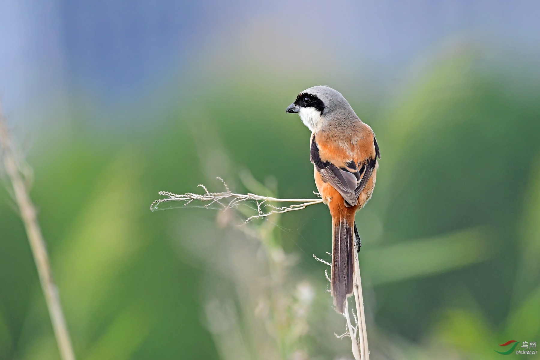 看风景的伯劳鸟