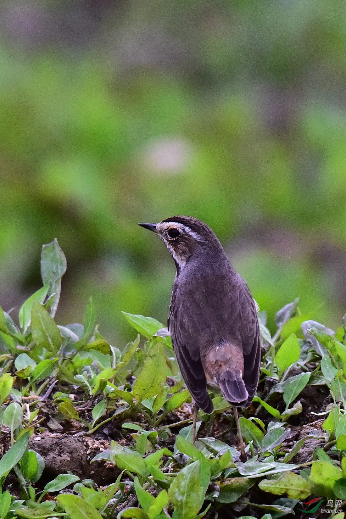 DSC_1035.JPG