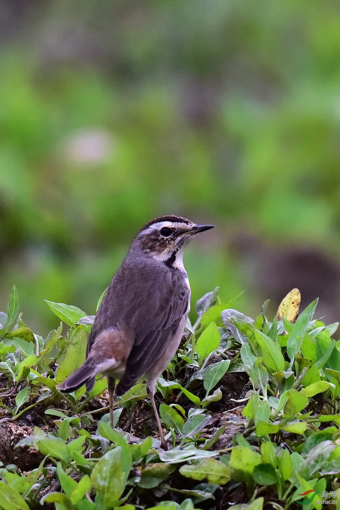 DSC_1036.JPG