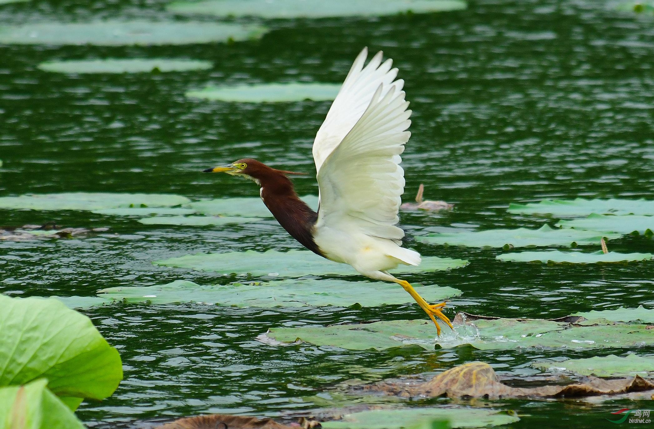 DSC_1941.JPG