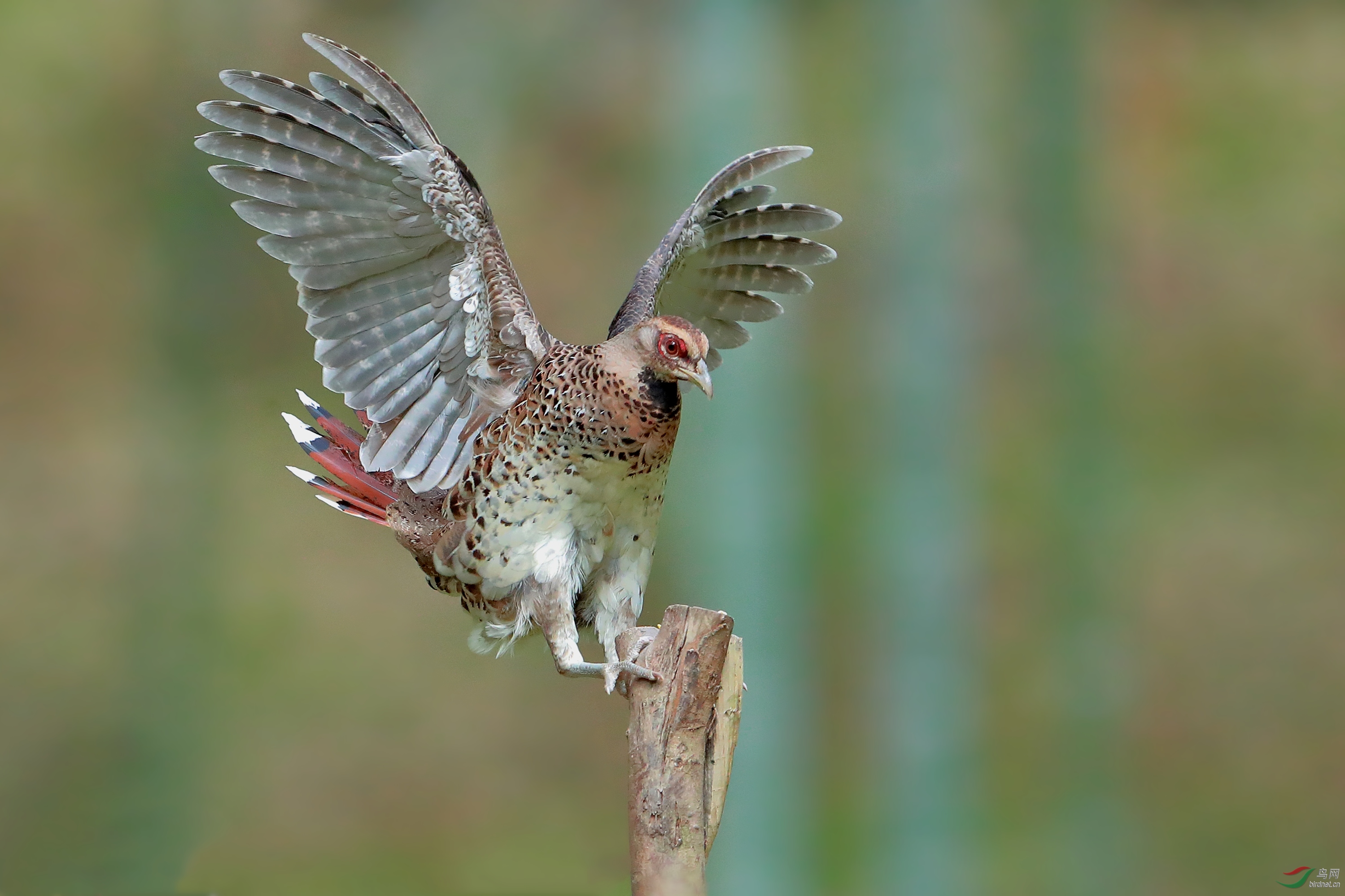 雌白颈长尾雉上桩