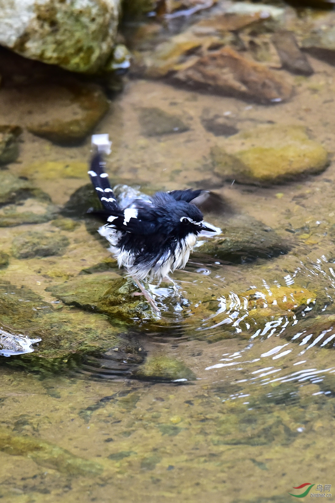 DSC_1044.JPG