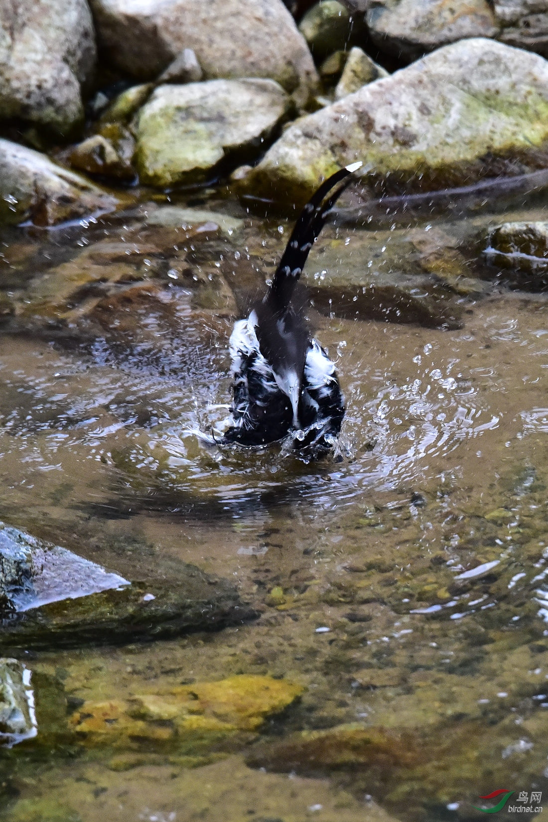 DSC_1050.JPG