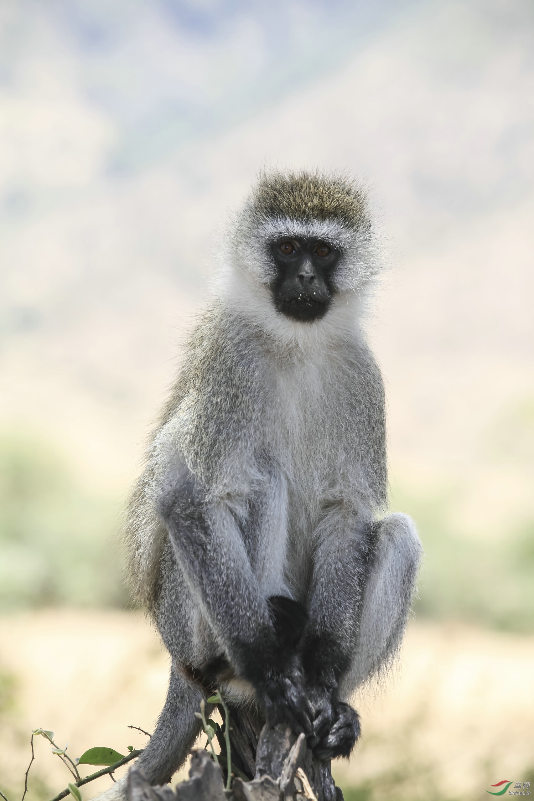 非洲猴子品种图片