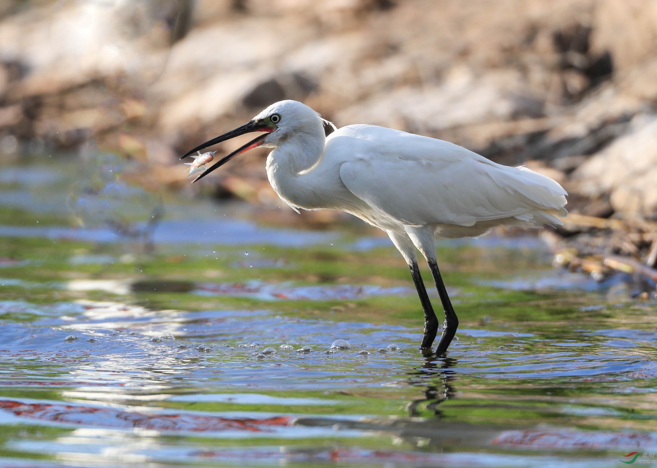 白鹭捕鱼