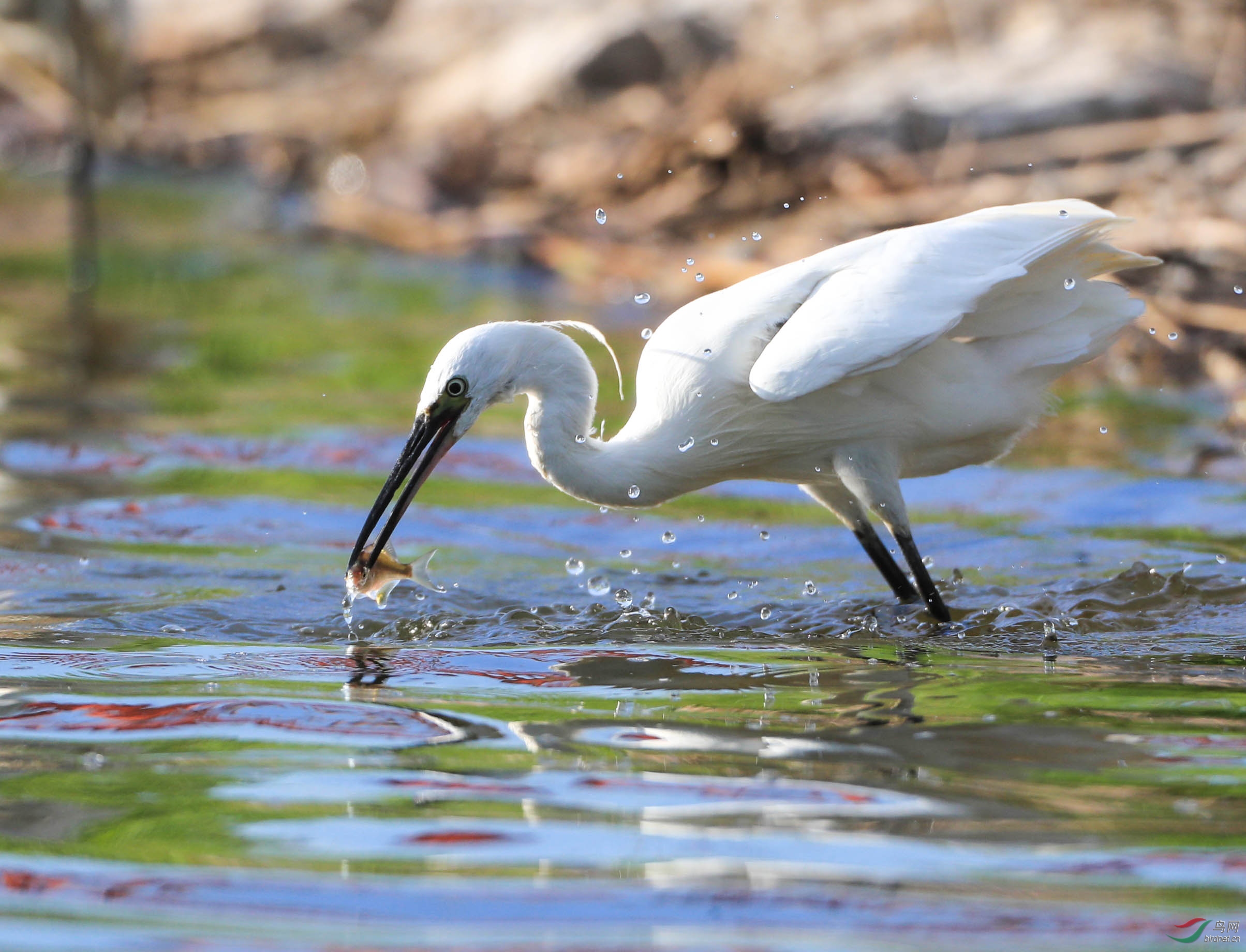 白鹭捕鱼