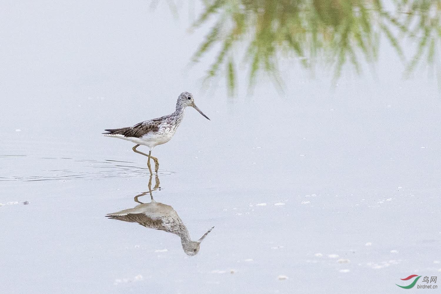 �Ƿ�С�����