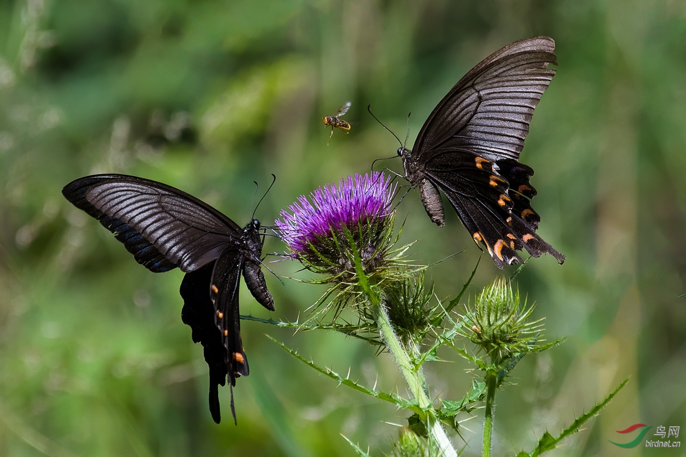 XC5_7817 - ����.jpg