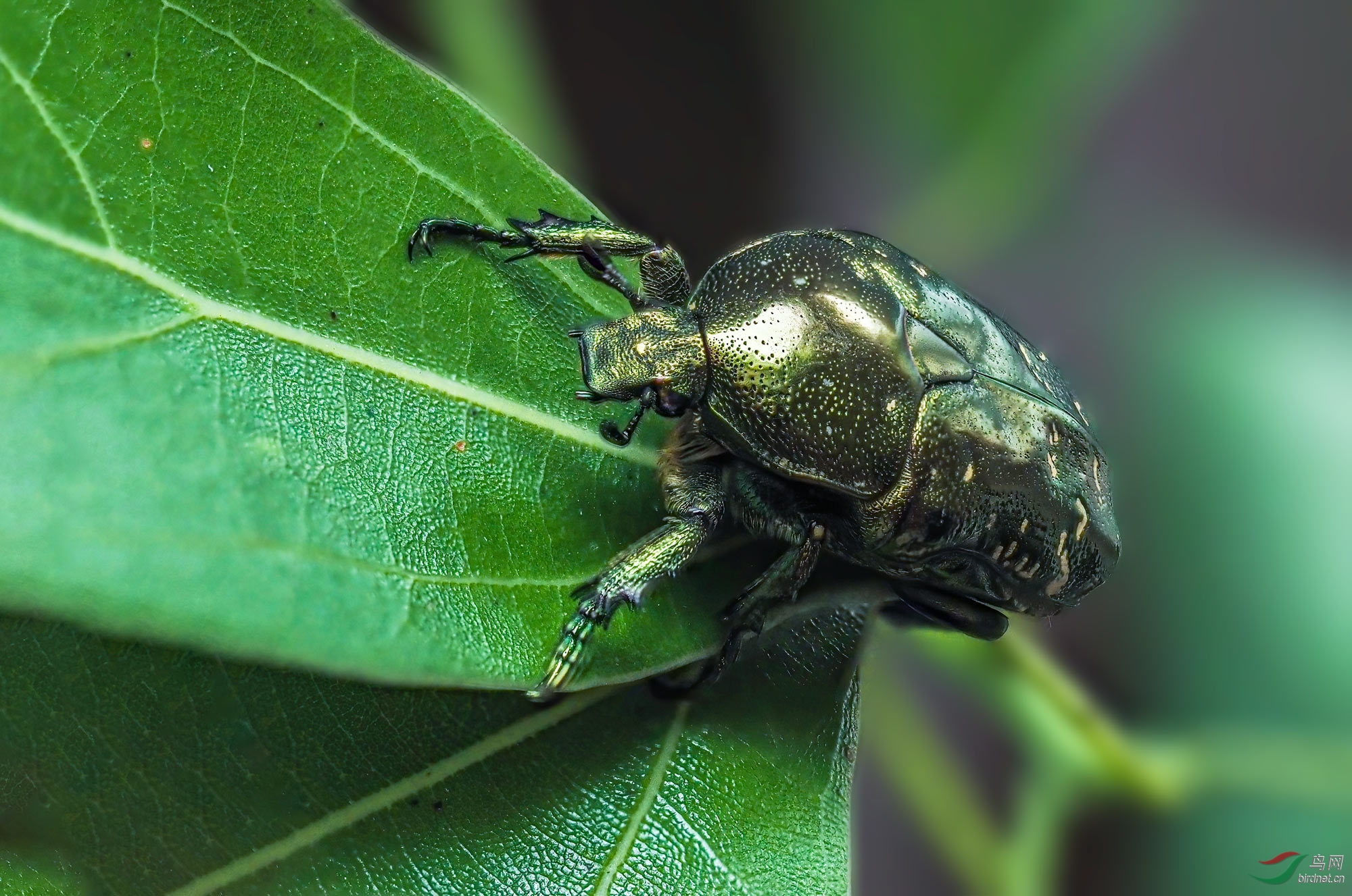 ��ͭɫ����