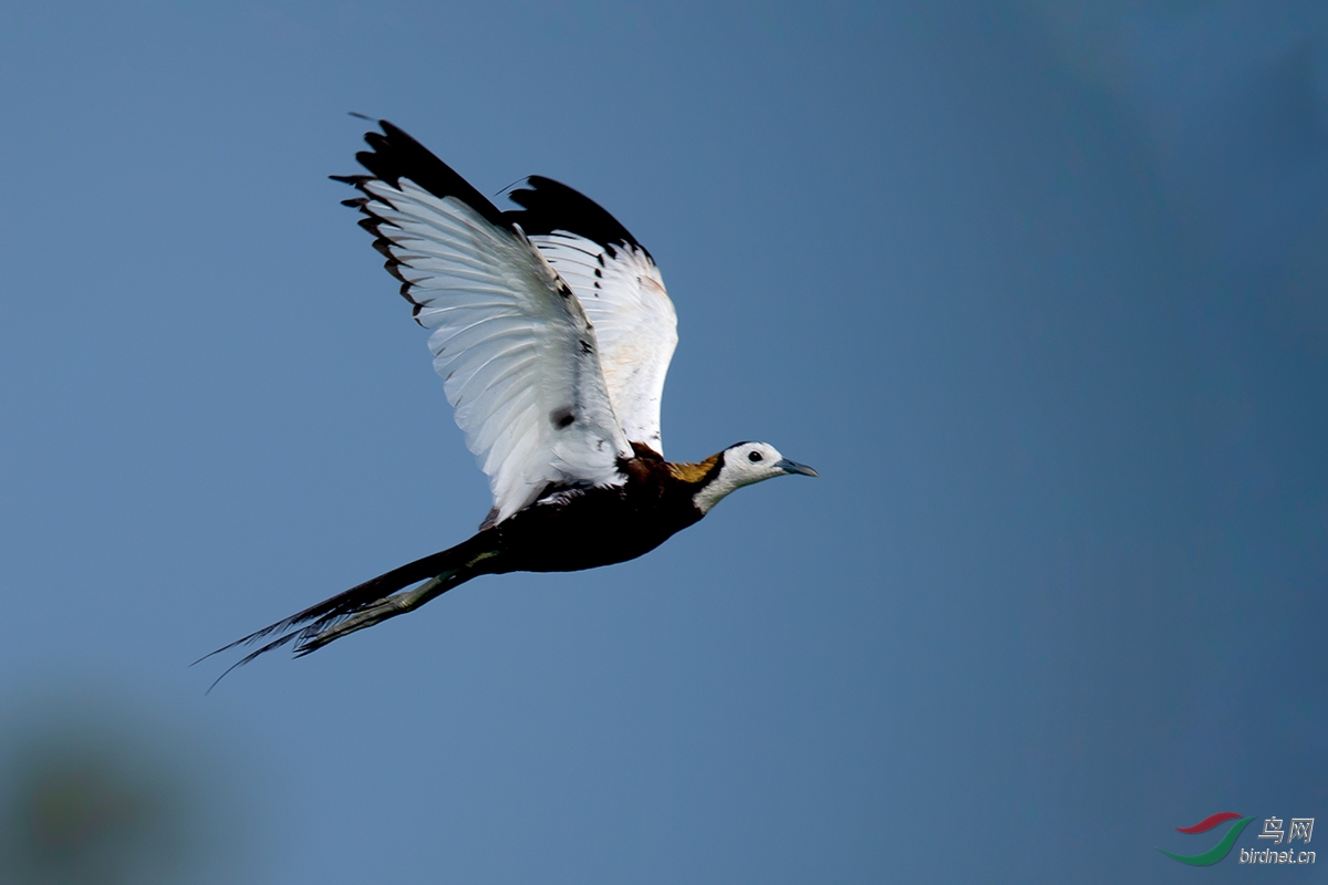 DSC_p8287.jpg
