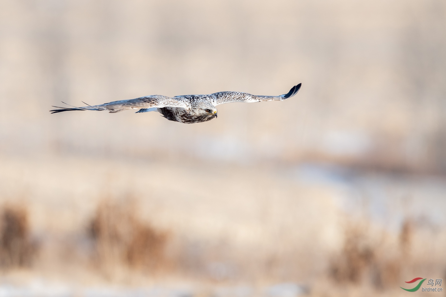 DSC_8539_1.jpg