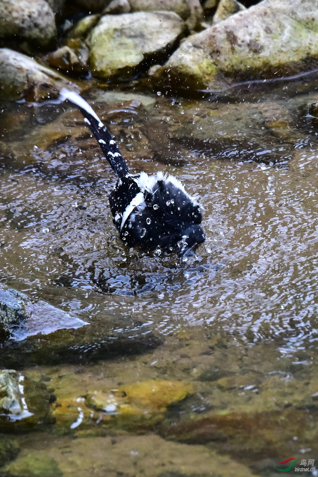 DSC_1060.JPG