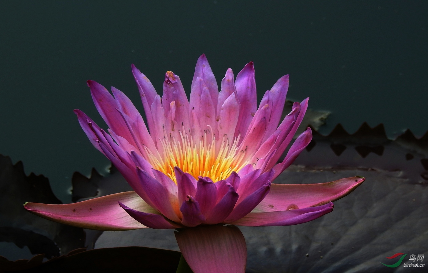 DSCN5957.JPG