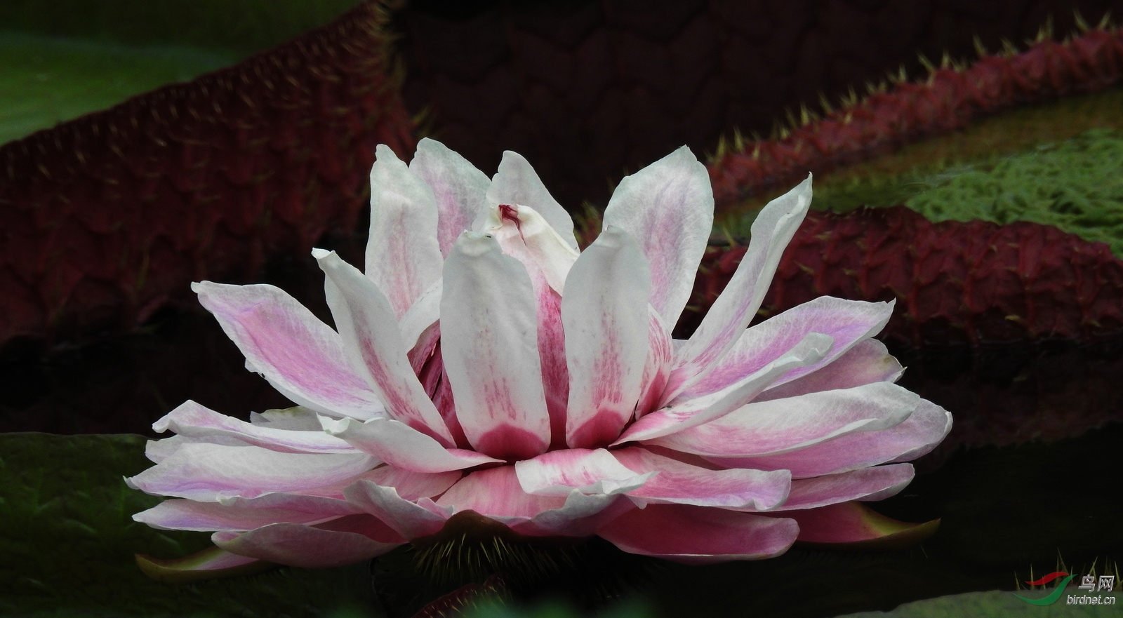 DSCN5923.JPG