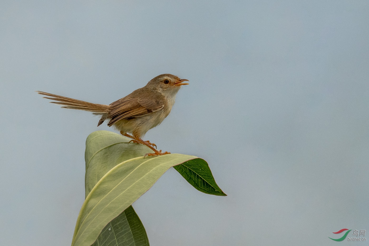 DSC_5518.jpg