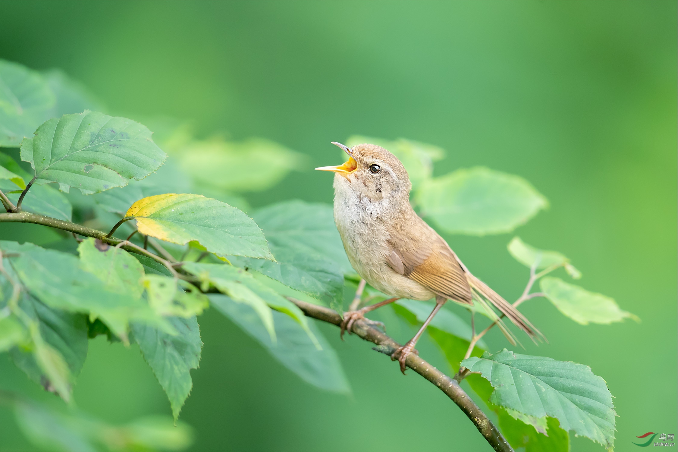 [林鸟] 强脚树莺------歌唱