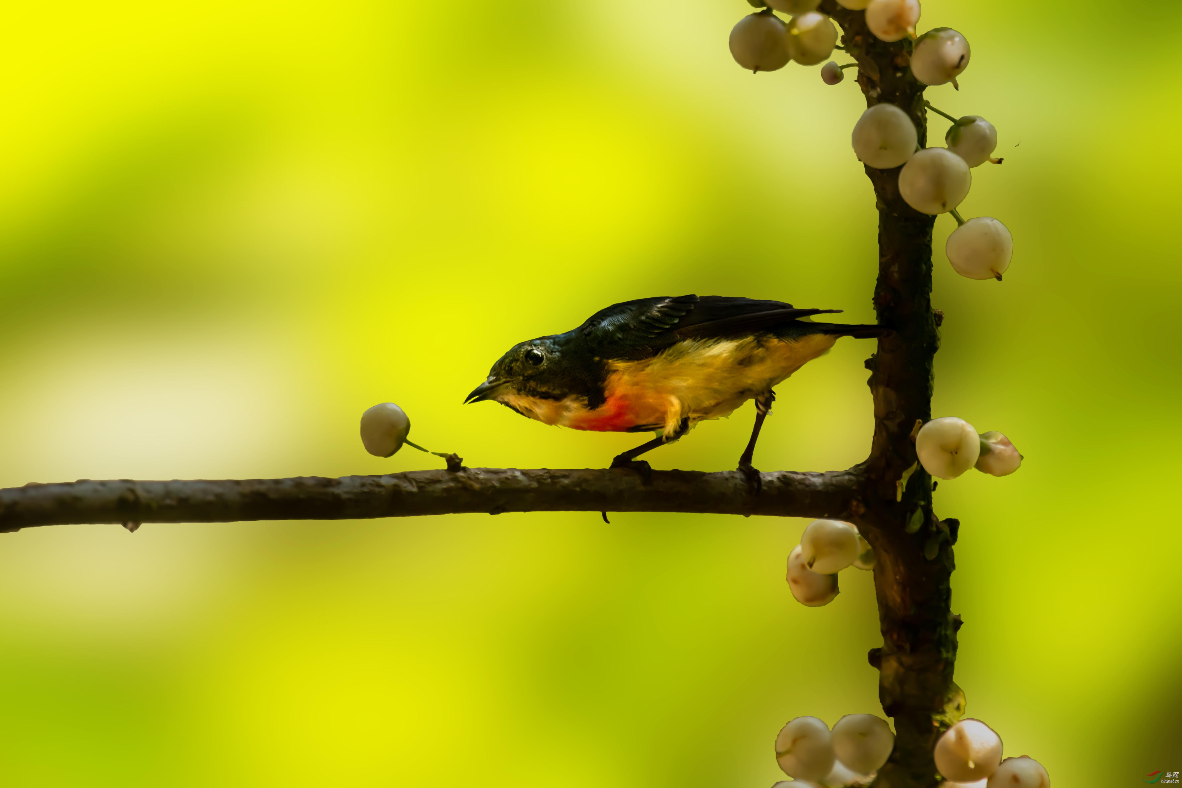 DSC_9559-1.jpg
