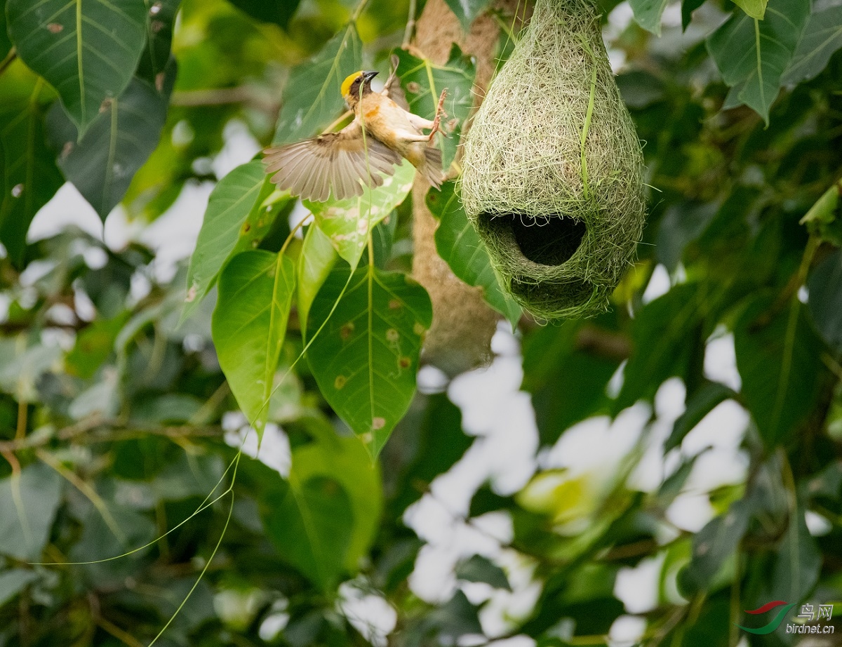 ����֯��ȸ