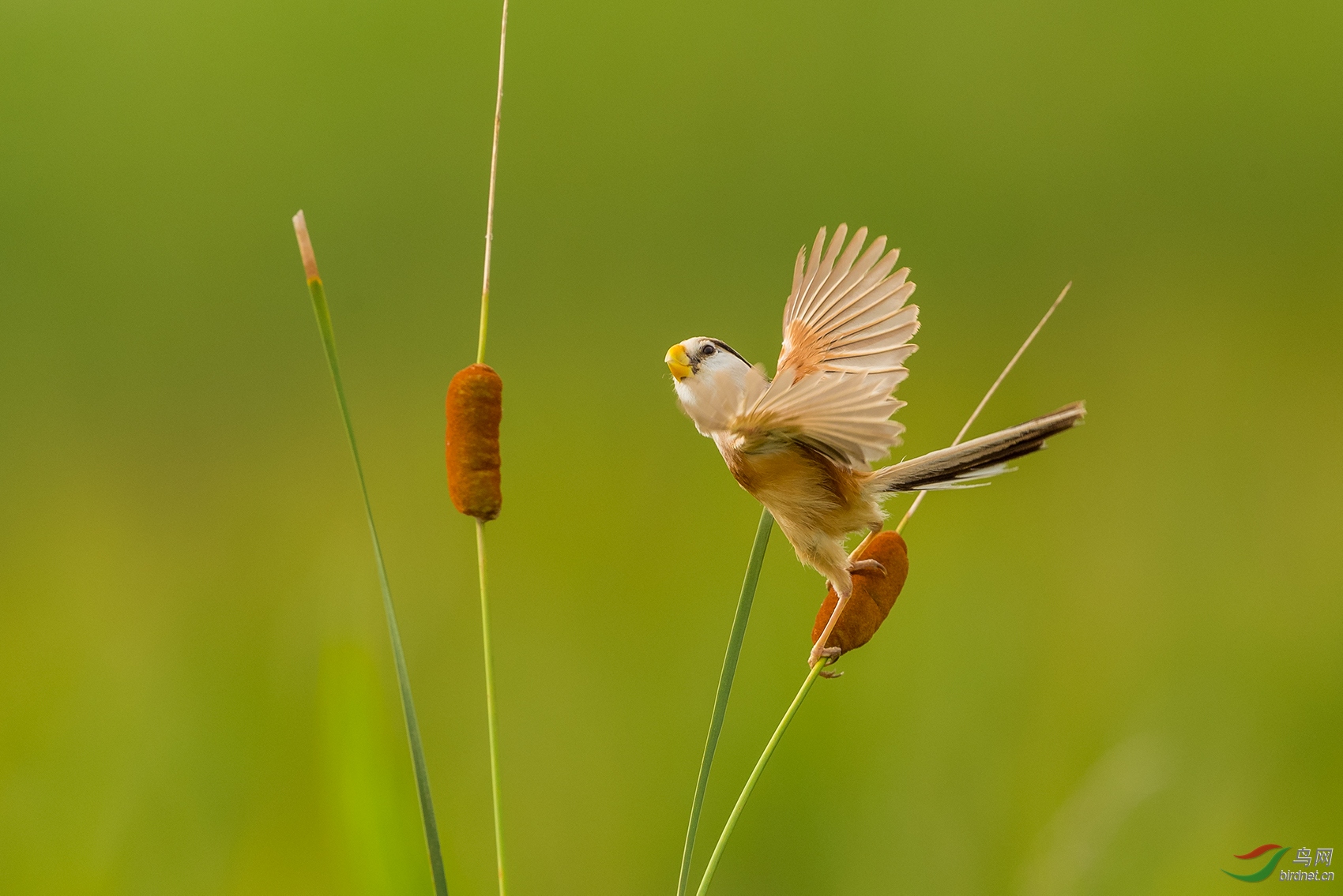 ZJ9_8441-4.jpg