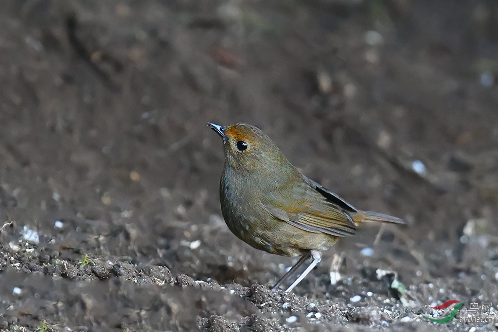 DSC_9378_DxOa.jpg
