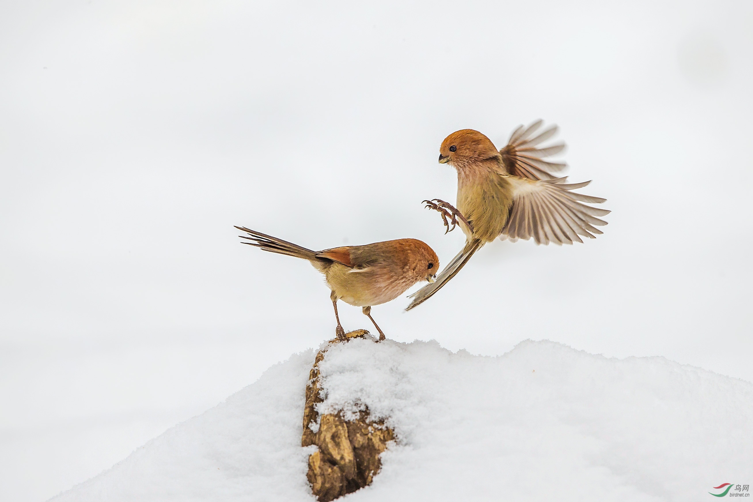 雪地小精灵(祝贺荣获首页鸟类精华)