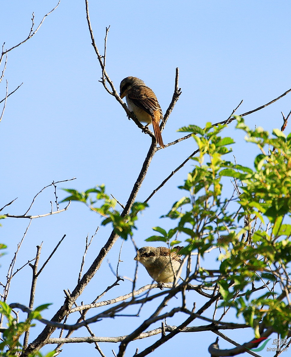盼望妈妈来喂食(灰背伯劳幼鸟)9119.jpg