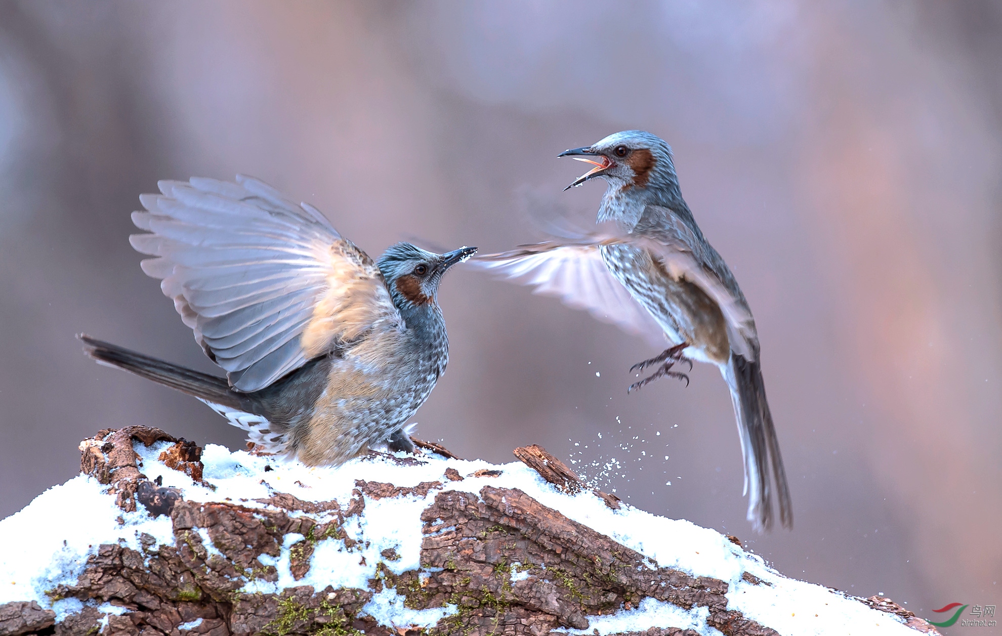 争斗(荣获首页鸟类精华)