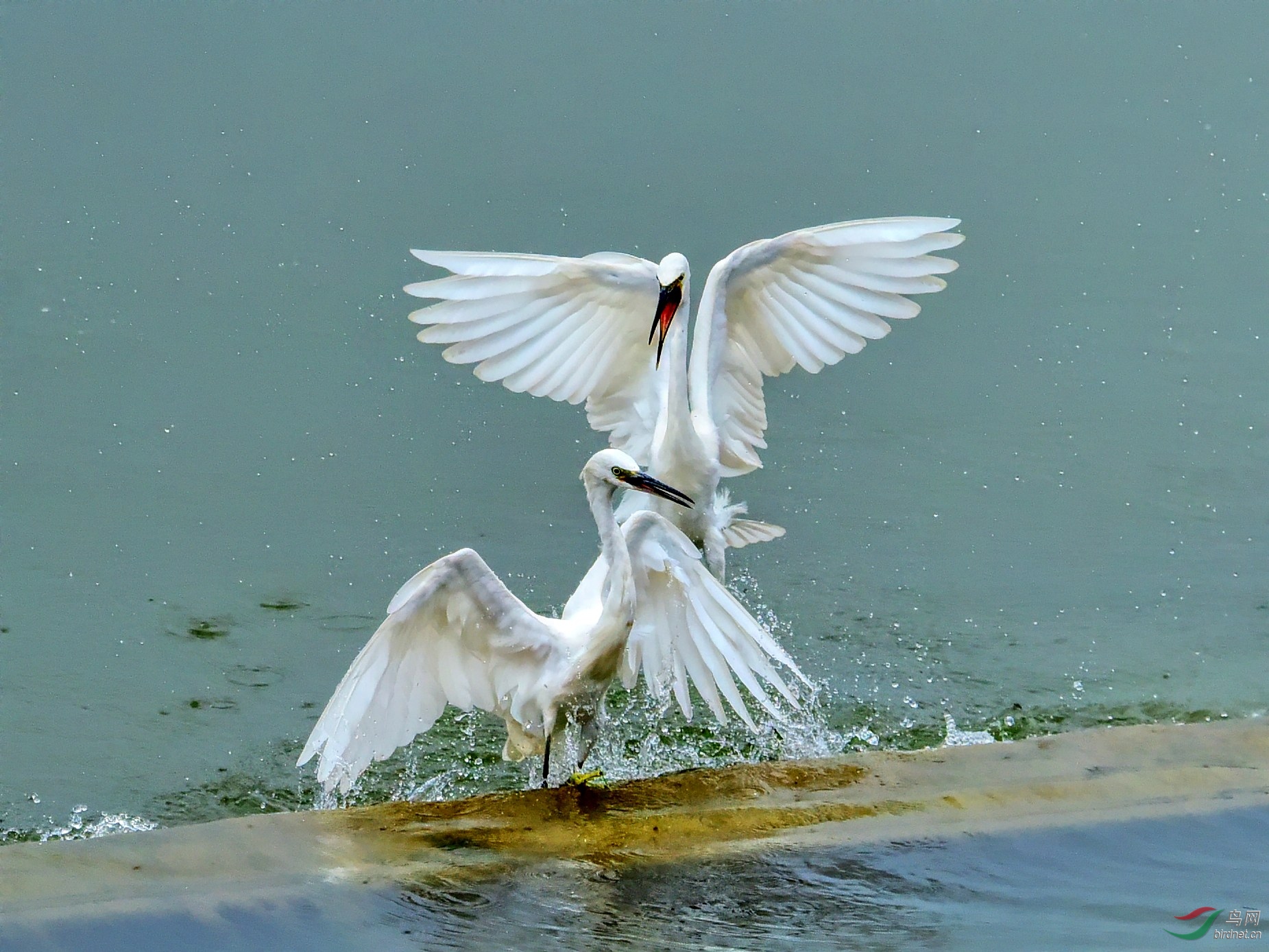 DSC_8357_conew5.jpg