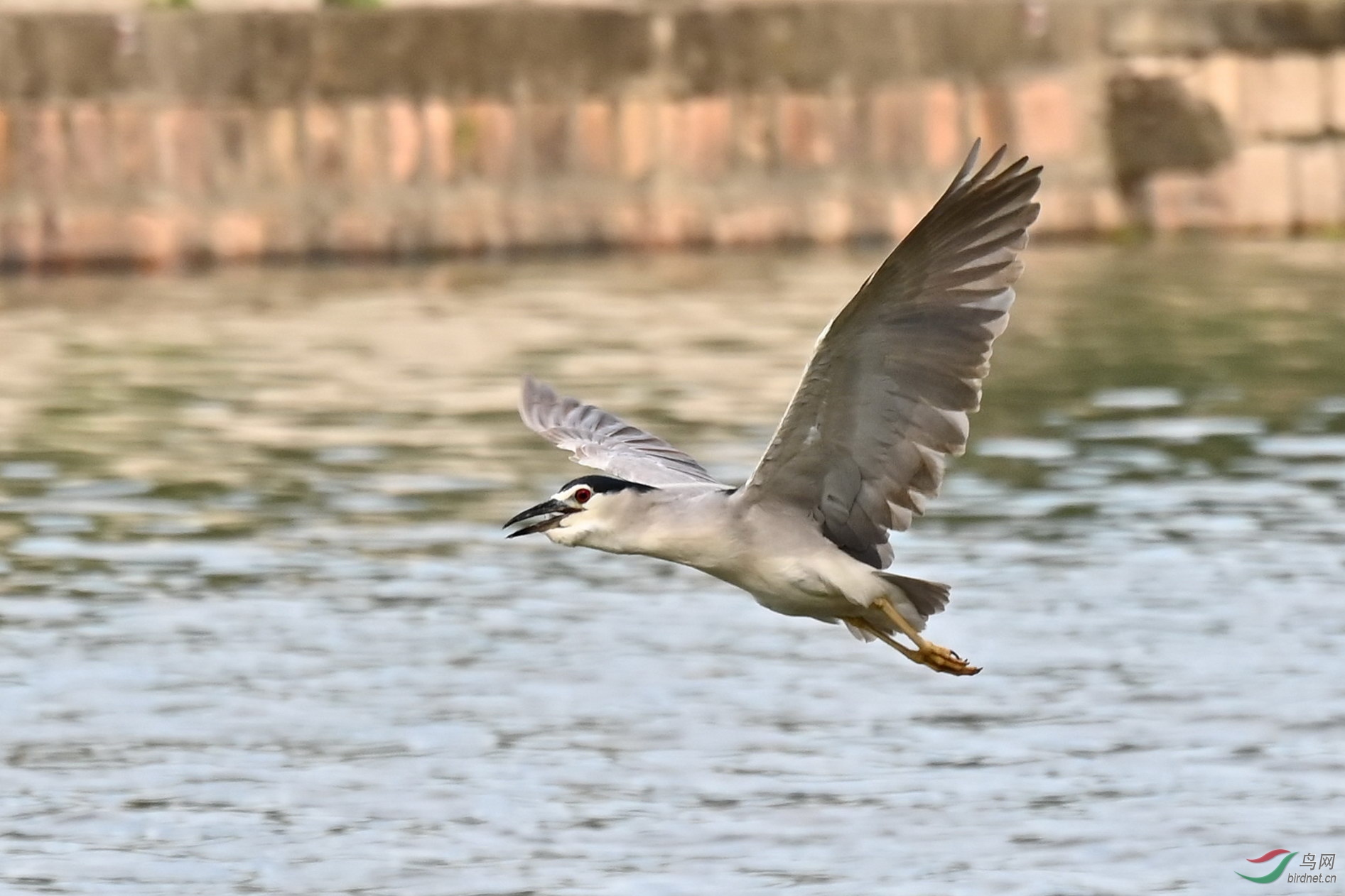 DSC_9625z.jpg
