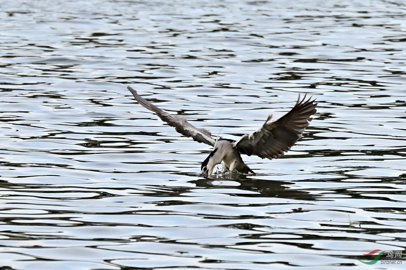 DSC_9611z.jpg