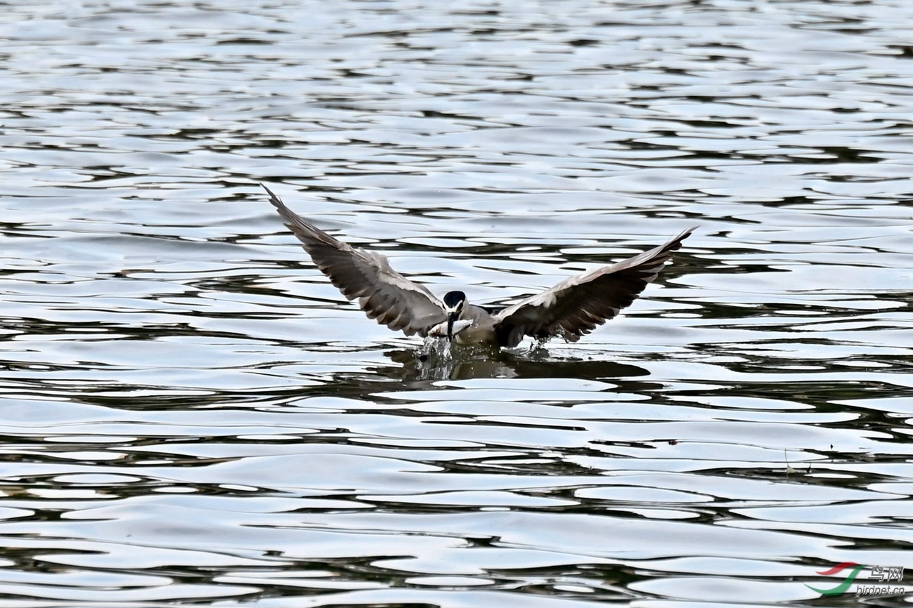 DSC_9612z.jpg