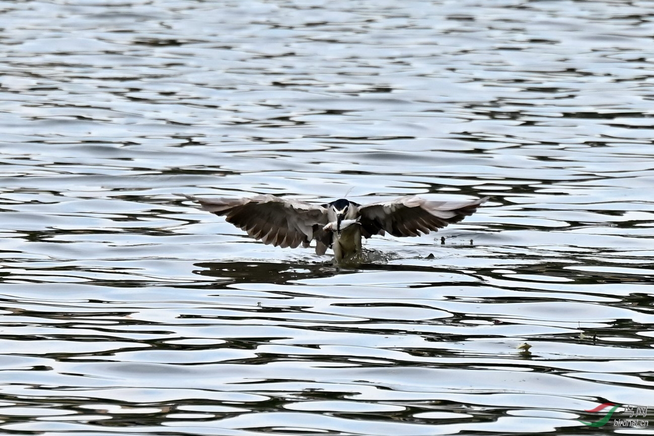 DSC_9613z.jpg