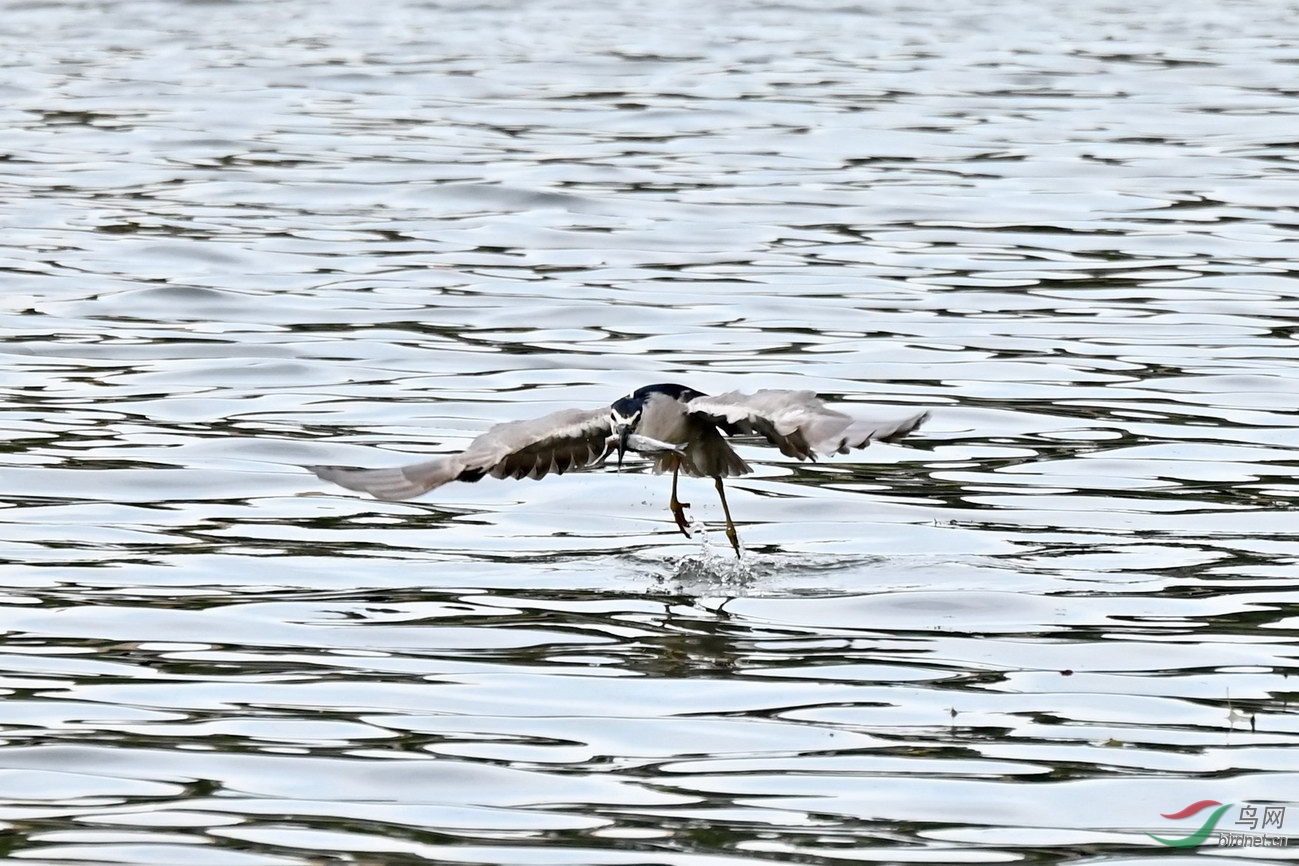 DSC_9615z.jpg