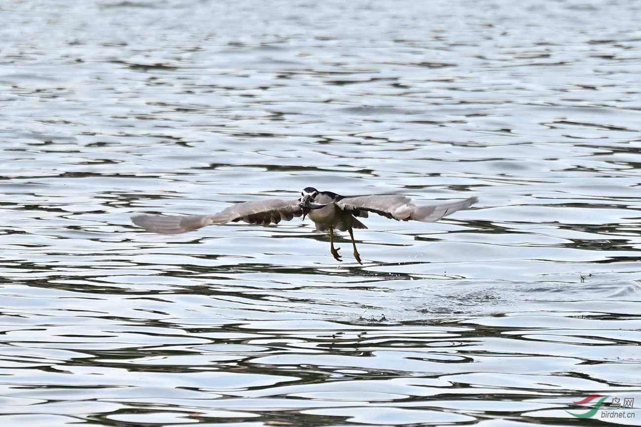 DSC_9617z.jpg