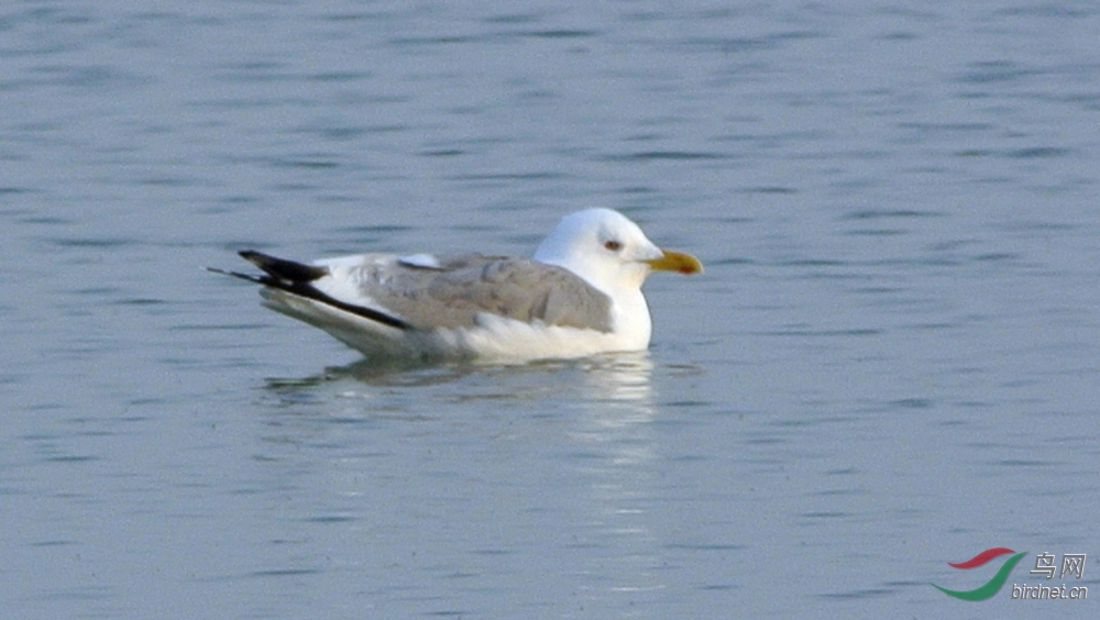 DSC_2978_����.jpg