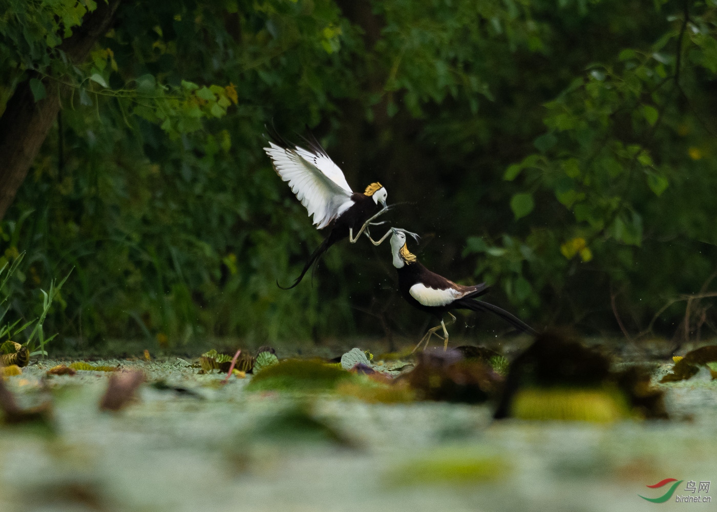 DSC_9412.jpg