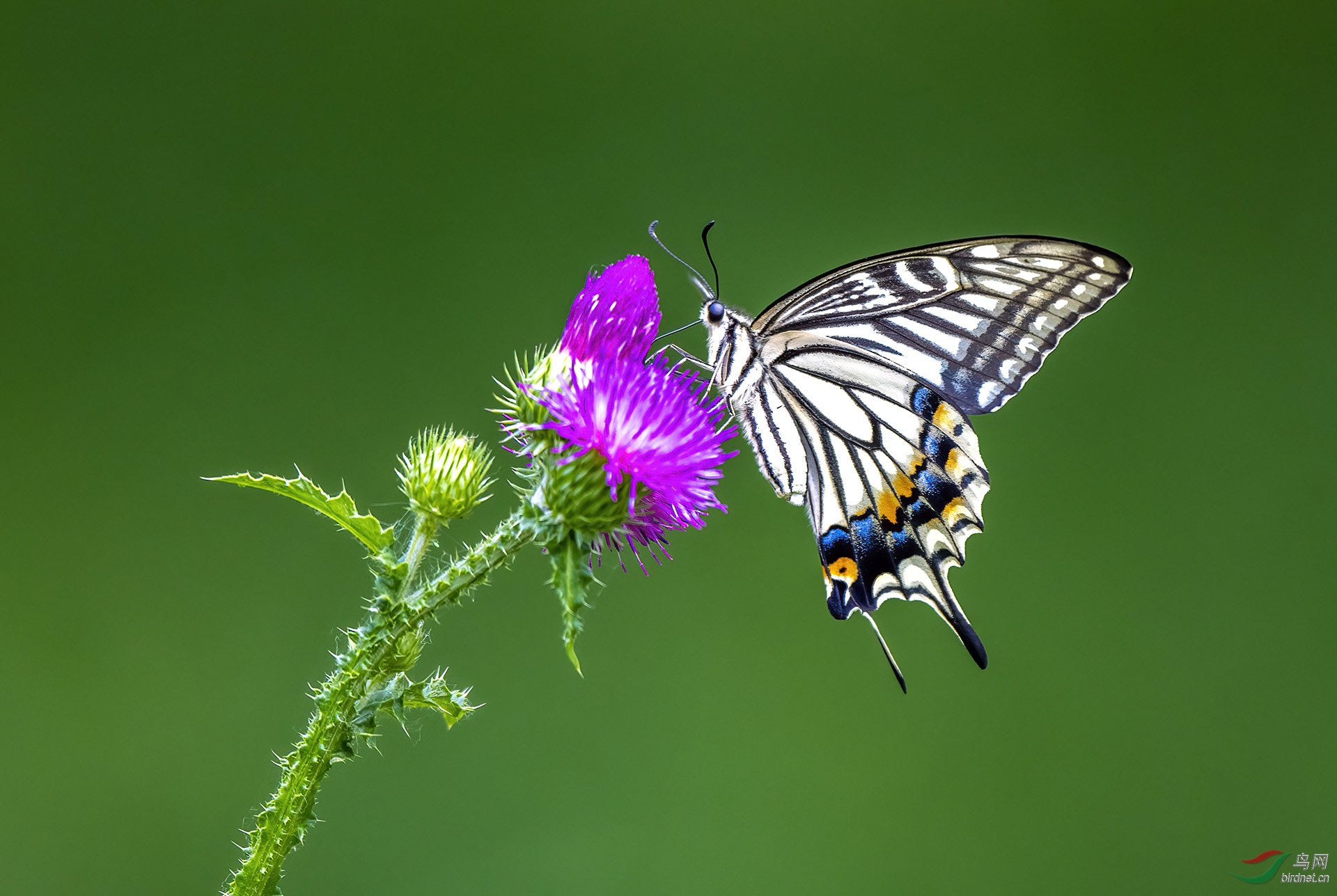 DSC_8052-denoise.jpg
