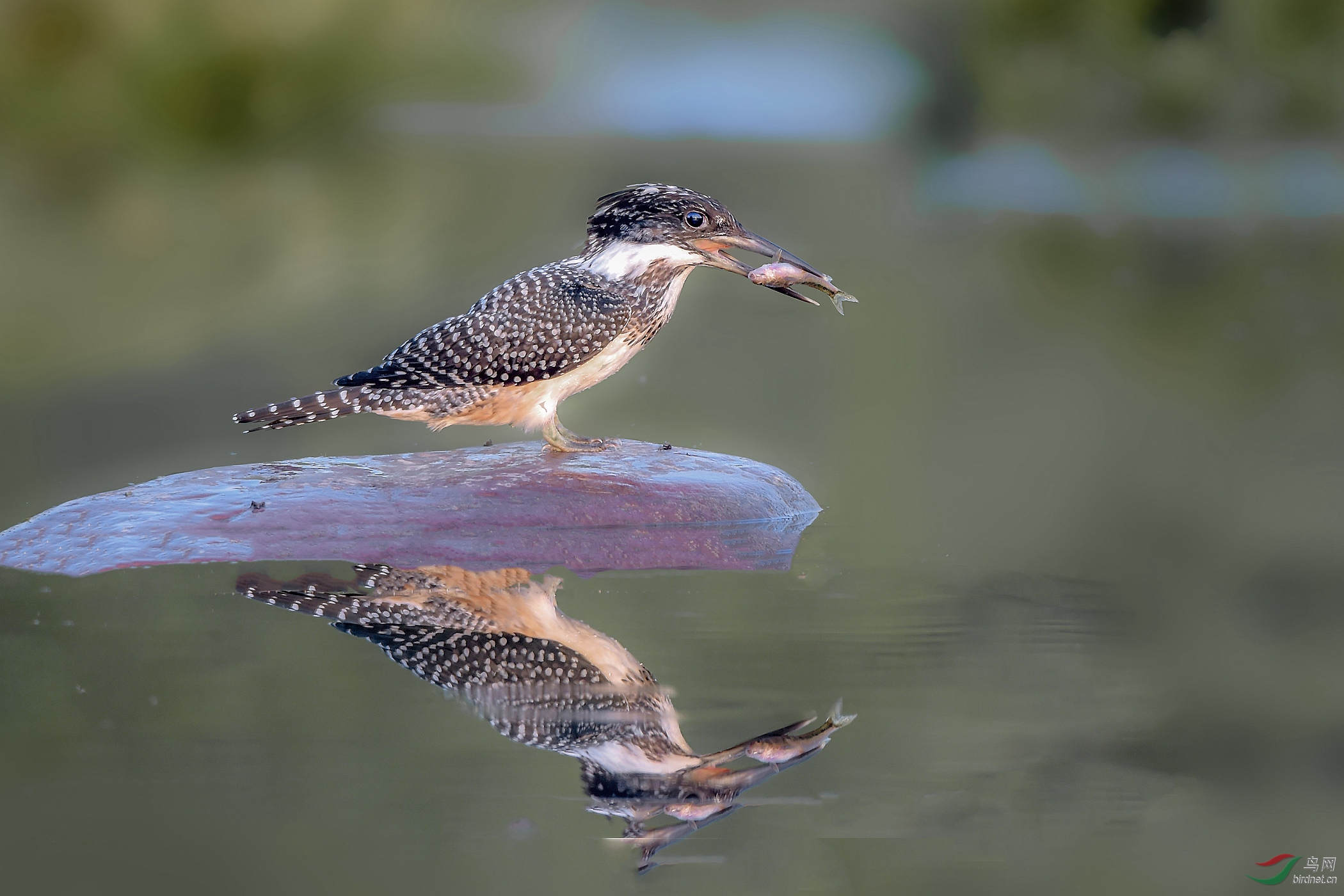 DSC_6372 (3)_����_����.jpg