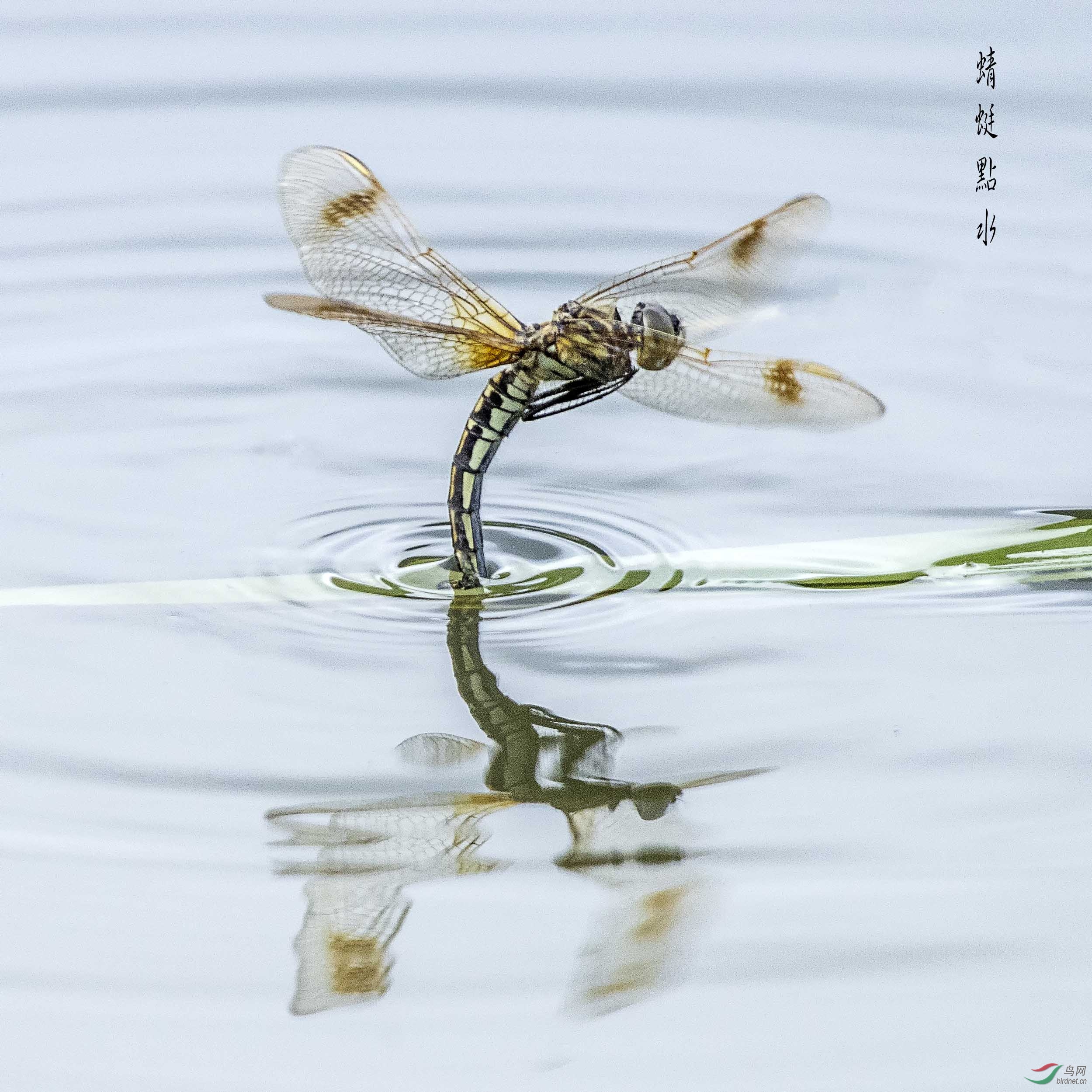 P8062729-1.jpg