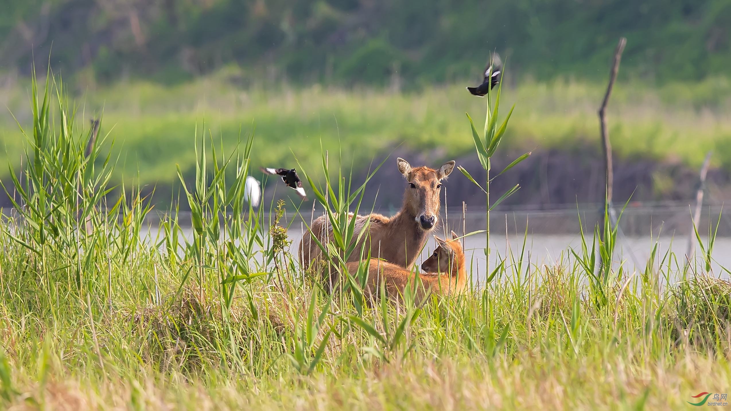 护犊的麋鹿妈妈