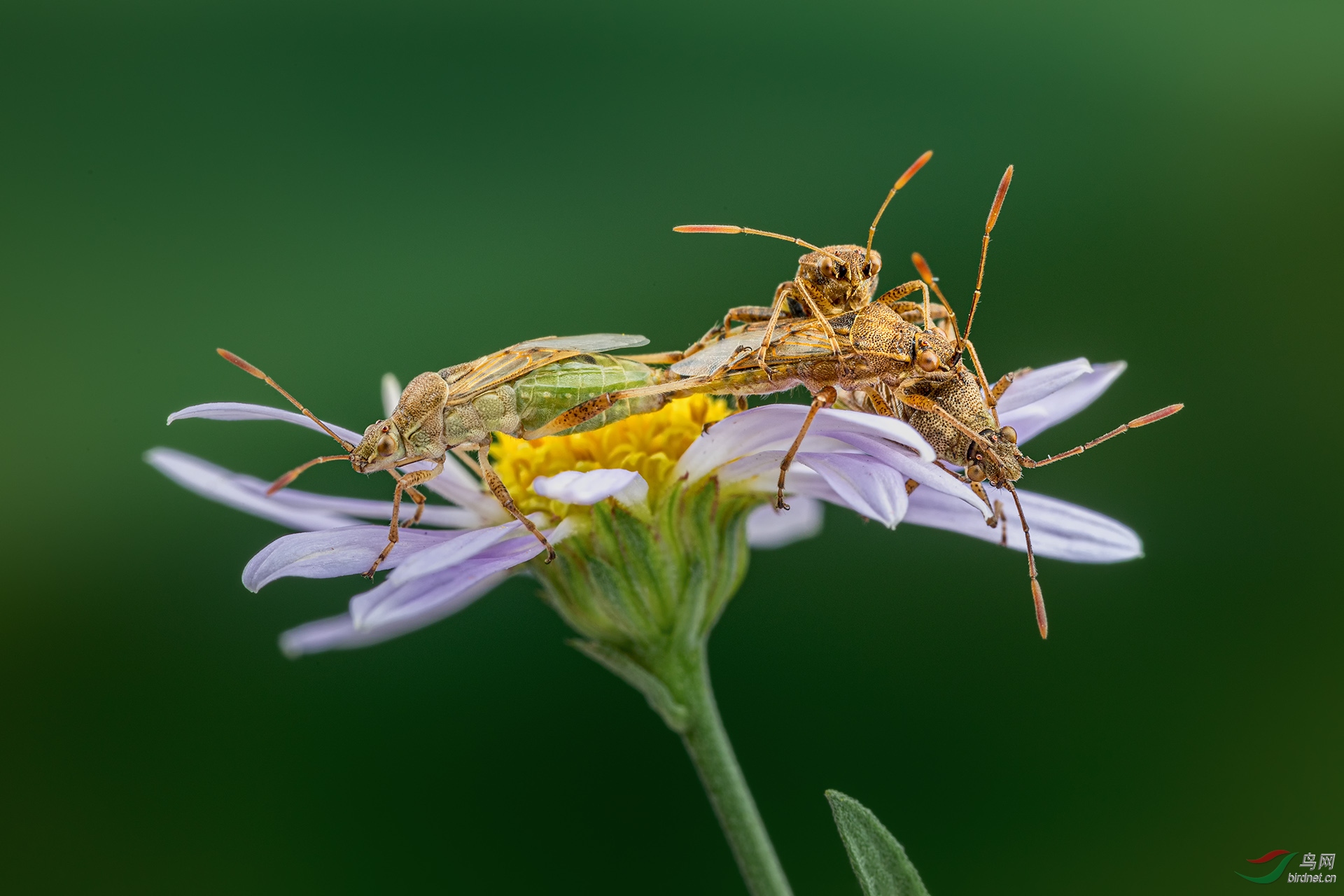 _G3A9929-11.jpg