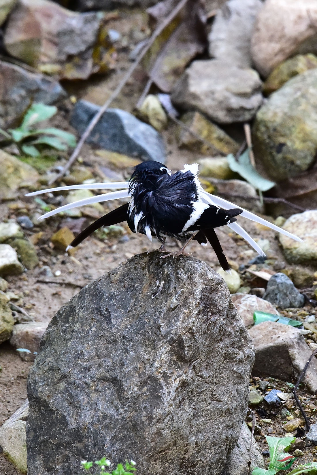 DSC_1092.JPG