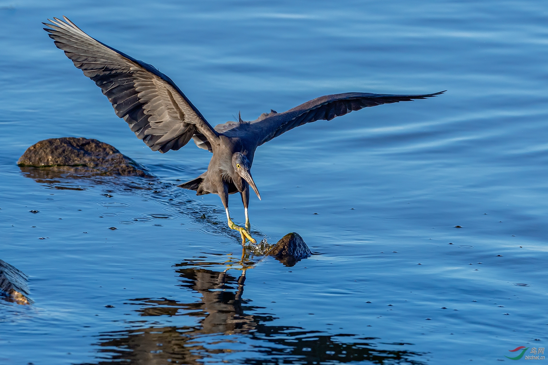 中国稀有物种岩鹭 ——水上漂飞