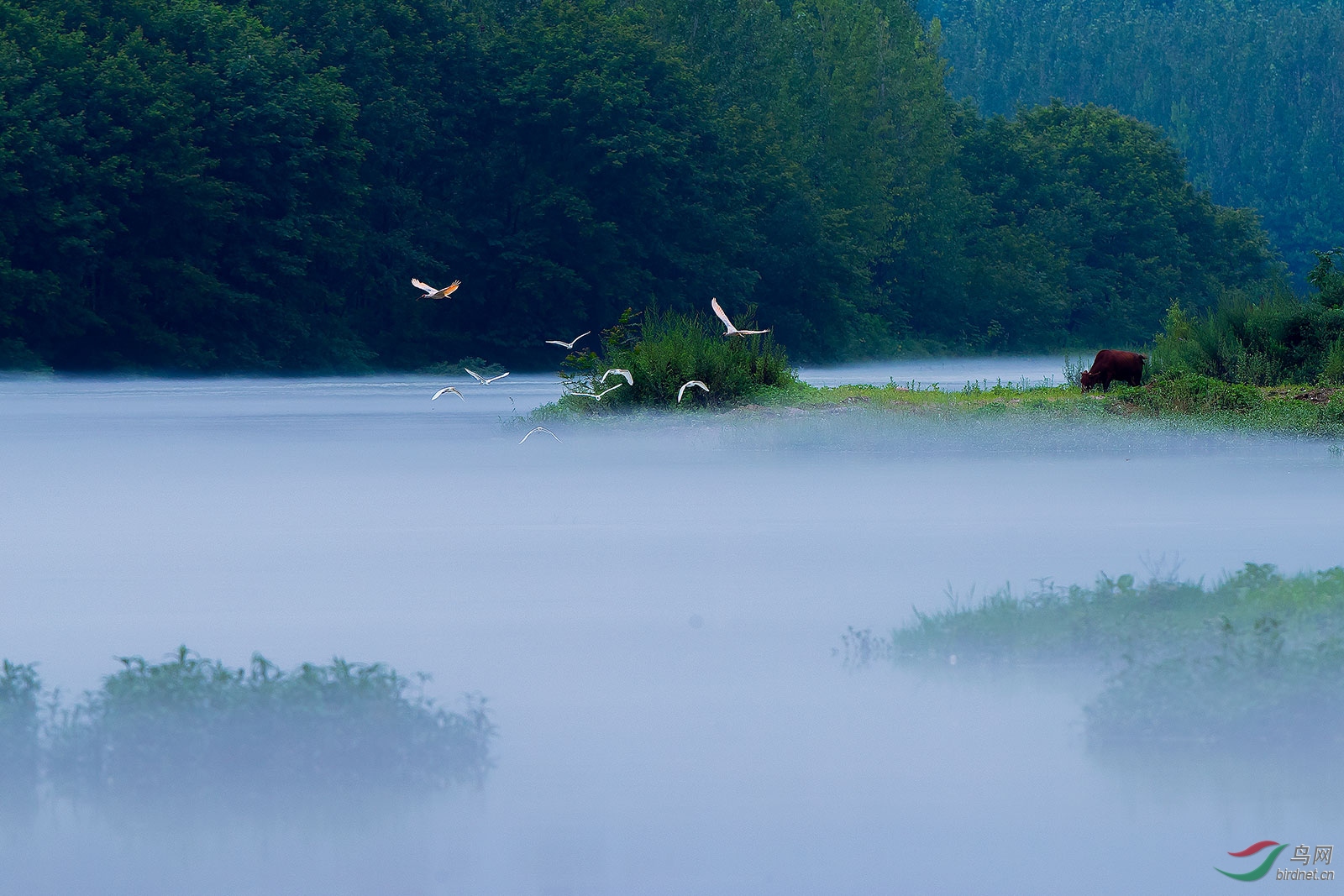 鸟鸣山更幽(祝贺老师佳作荣获首页精华)