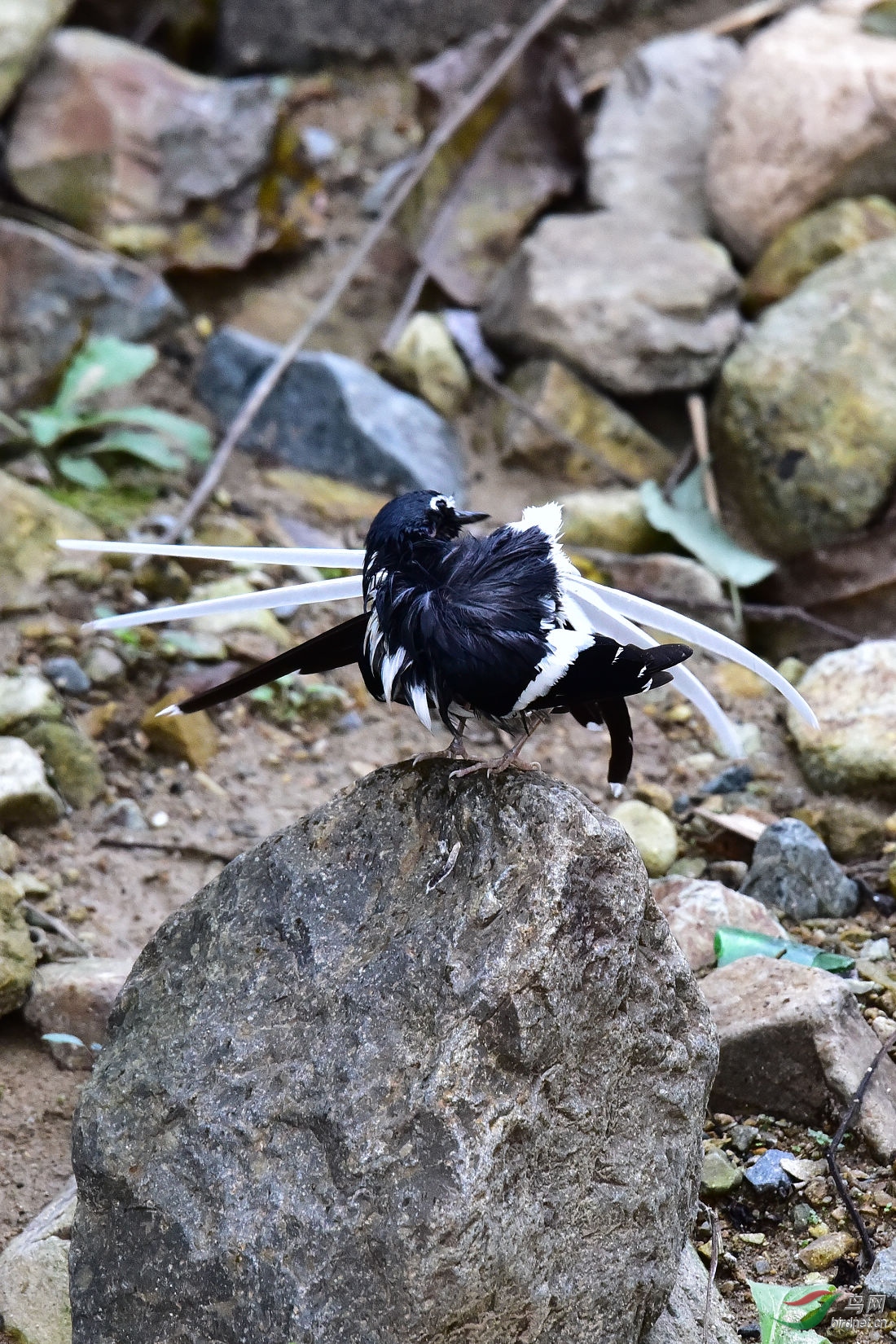 DSC_1093.JPG