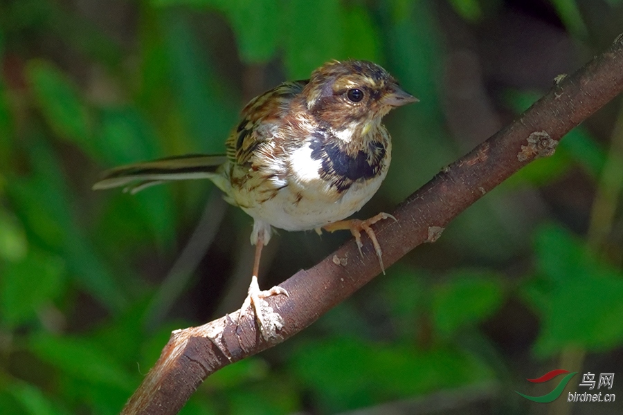 DSC_4320b.jpg