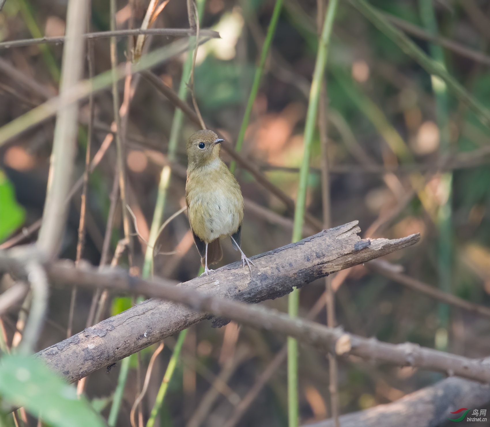 DSC_5688-denoise-denoise.jpg