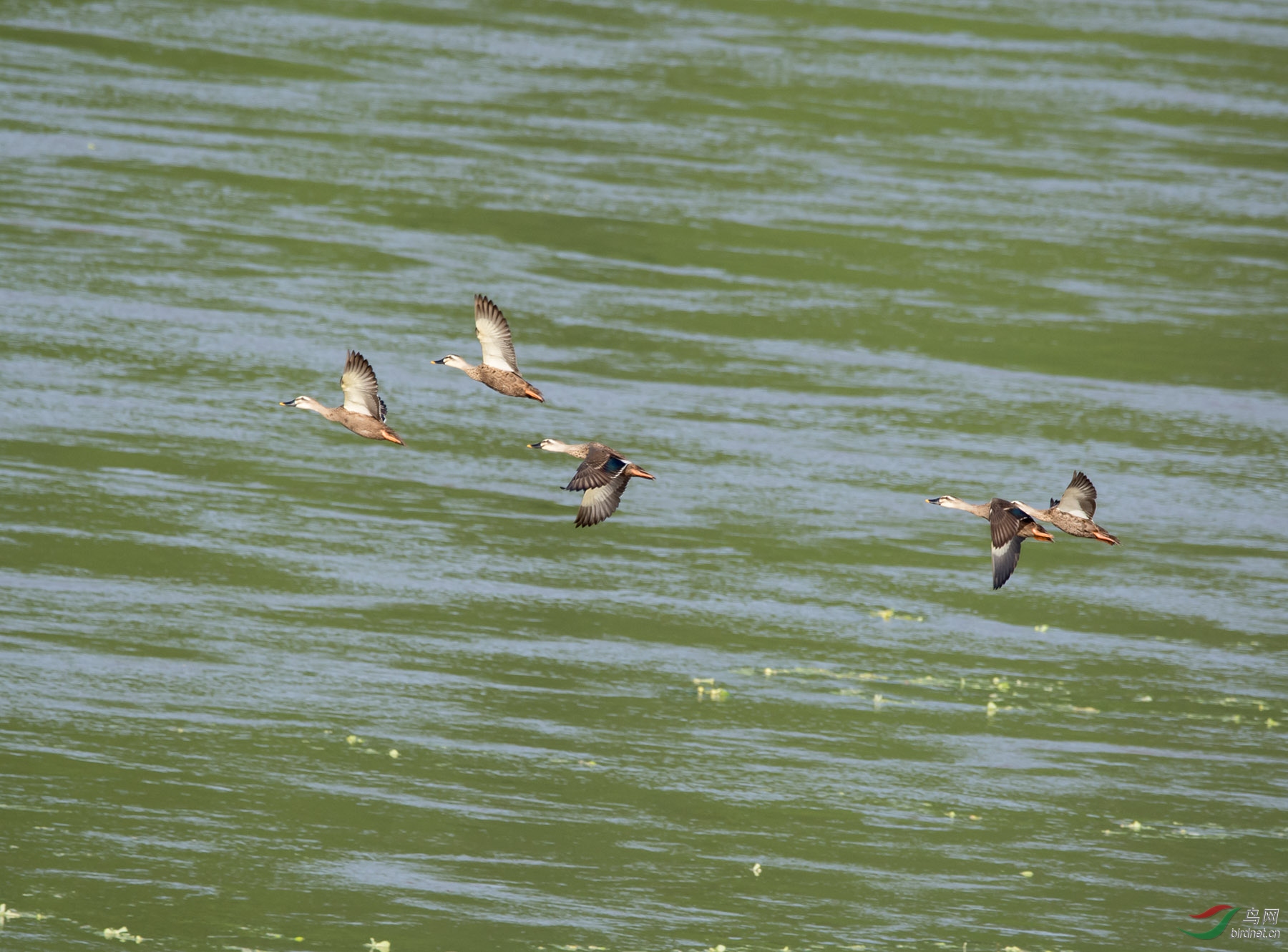 DSC_1478.jpg