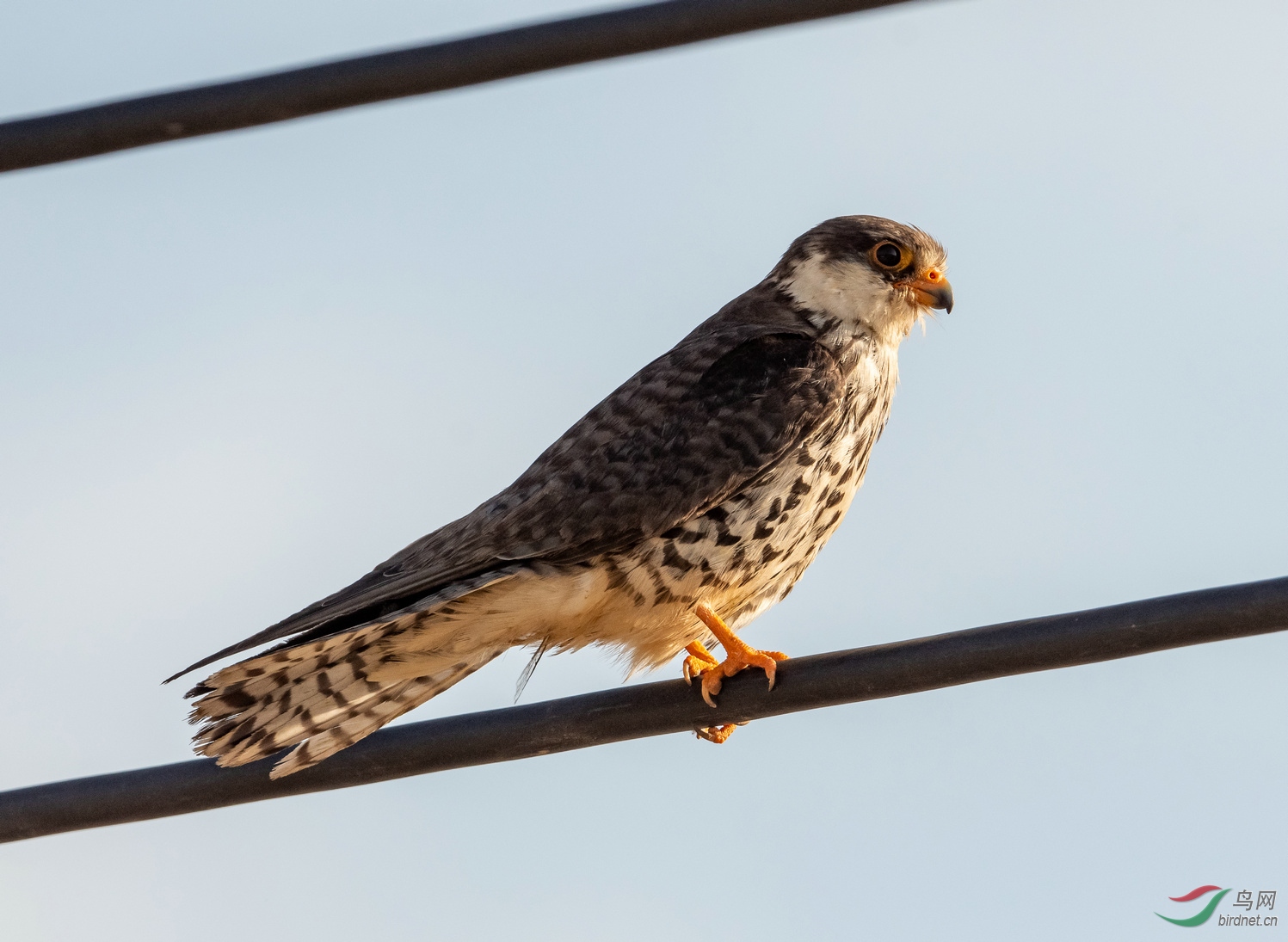 夕阳下抓拍的红脚隼